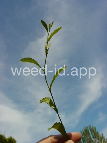 fieldcress, Austrian